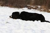 BORDER COLLIE 1153